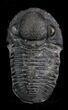 Very D Gerastos Trilobite Fossil #24708-2